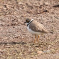 Little Ringed Plover (Charadrius dubius) Mark Elvin