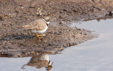 Little Ringed Plover (Charadrius dubius) Mark Elvin