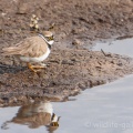 Little Ringed Plover (Charadrius dubius) Mark Elvin