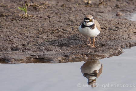 Little Ringed Plover (Charadrius dubius) Mark Elvin