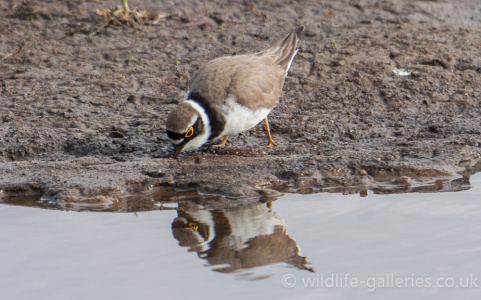 Little Ringed Plover (Charadrius dubius) Mark Elvin