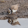 Little Ringed Plover (Charadrius dubius) Mark Elvin