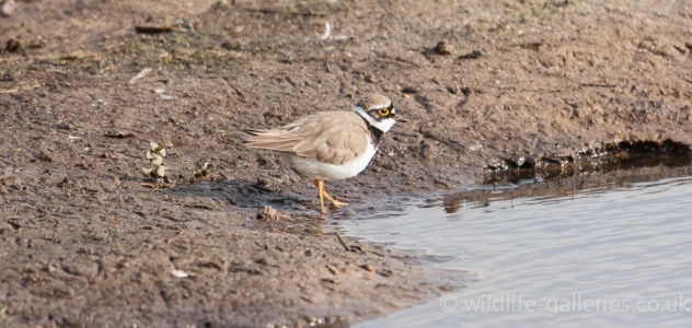 Little Ringed Plover (Charadrius dubius) Mark Elvin