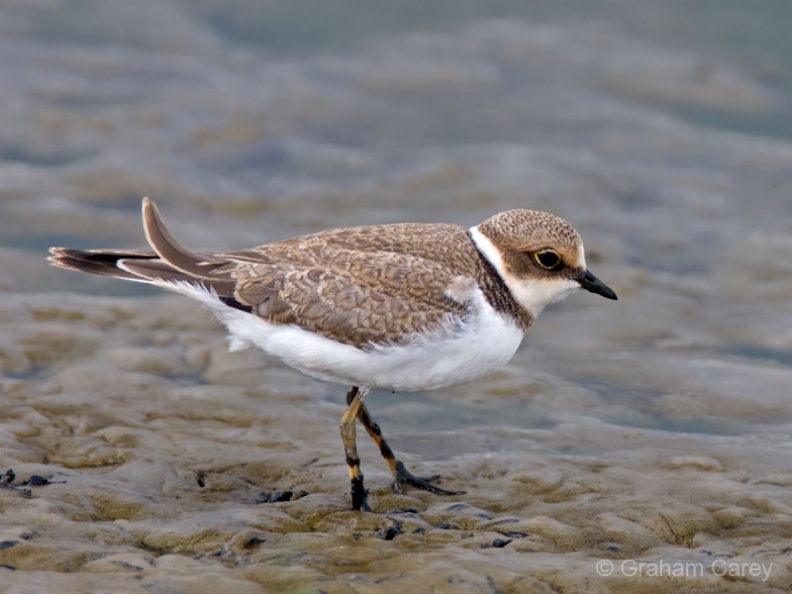 Little Ringed Plover (Charadrius dubius) Graham Carey - MK3_0395m4.jpg MK3_0395m4.jpg