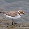 Little Ringed Plover (Charadrius dubius) Graham Carey