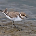 Little Ringed Plover (Charadrius dubius) Graham Carey