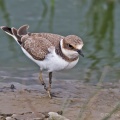 Little Ringed Plover (Charadrius dubius) Graham Carey