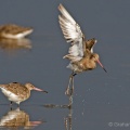 Black-tailed Godwit (Limosa limosa) Graham Carey