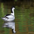 Avocet (Recurvirostra avosetta) Graham Carey