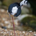 Black-winged Stilt (Himantopus mexicanus) Graham Carey