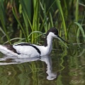 Avocet (Recurvirostra avosetta) Graham Carey