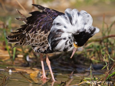 Ruff (Philomachus pugnax) Graham Carey