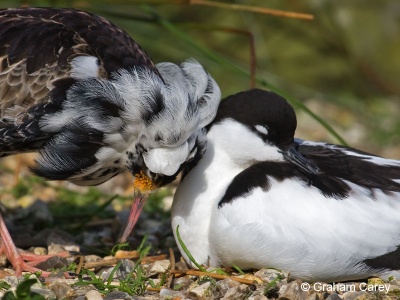 Ruff (Philomachus pugnax) Graham Carey