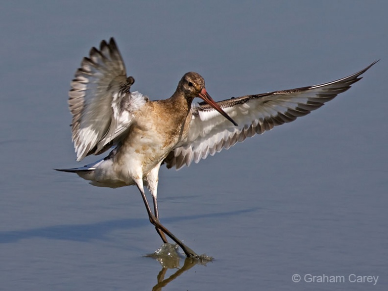Black-tailed Godwit (Limosa limosa) Graham Carey - MK3_3117m4.jpg MK3_3117m4.jpg