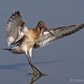 Black-tailed Godwit (Limosa limosa) Graham Carey