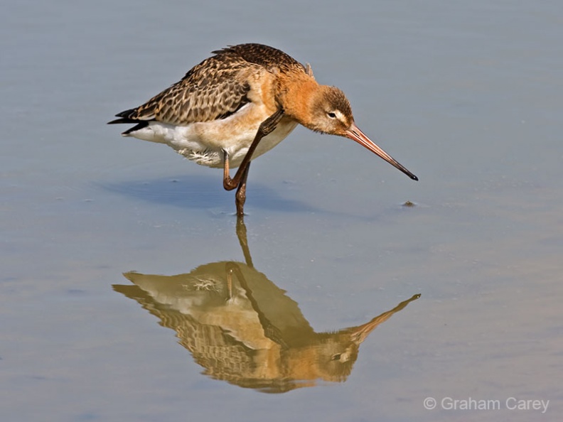Black-tailed Godwit (Limosa limosa) Graham Carey - MK3_3152m4.jpg MK3_3152m4.jpg