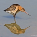 Black-tailed Godwit (Limosa limosa) Graham Carey