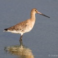 Black-tailed Godwit (Limosa limosa) Graham Carey