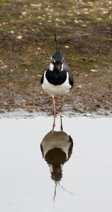 Lapwing (Vanellus vanellus)Mark Elvin