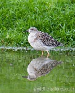 Ruff (Philomachus pugnax) Mark Elvin