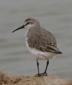 Curlew Sandpiper (Calidris ferruginea) Graham Osborne