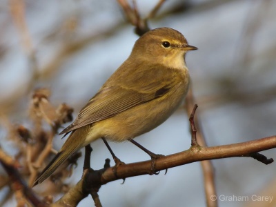 Chiffchaff (Phylloscopus collybita) Graham Carey