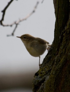 Willow Warbler (Phylloscopus trichilus) Mark Elvin