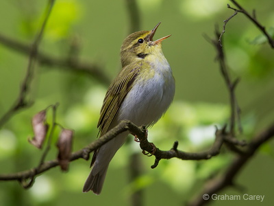 Wood Warbler (Phylloscopus sibilatrix) Graham Carey