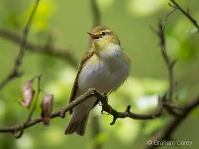 Wood Warbler (Phylloscopus sibilatrix) Graham Carey