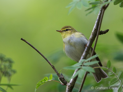 Wood Warbler (Phylloscopus sibilatrix) Graham Carey