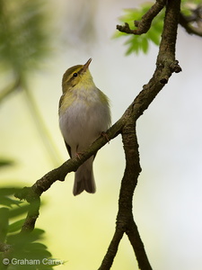 Wood Warbler (Phylloscopus sibilatrix) Graham Carey