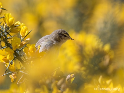 Willow Warbler (Phylloscopus trichilus) Graham Carey