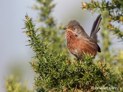 Dartford Warbler (Sylvia undata) Graham Carey