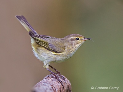 Chiffchaff (Phylloscopus collybita) Graham Carey