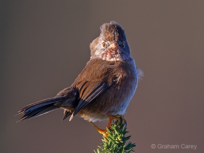 Dartford Warbler (Sylvia undata) Graham Carey