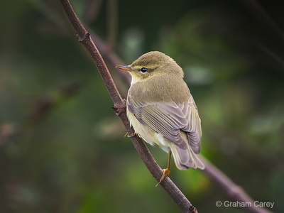 Willow Warbler (Phylloscopus trichilus) Graham Carey