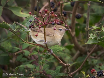 Garden Warbler (Sylvia borin) Graham Carey