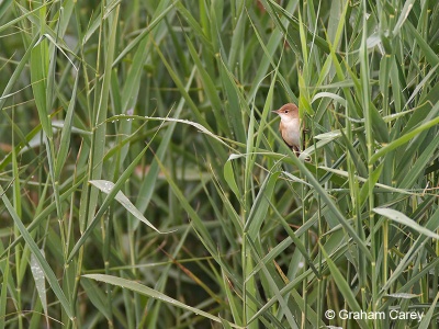 Reed Warbler (Acrocephalus scirpaceus) Graham Carey