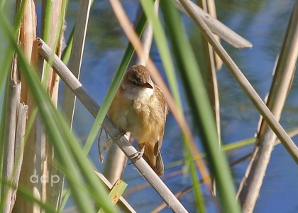 Great Reed Warbler (Acrocephalus arundinaceus) Alan Prowse