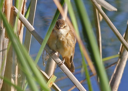Great Reed Warbler (Acrocephalus arundinaceus) Alan Prowse