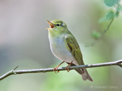 Wood Warbler (Phylloscopus sibilatrix) Graham Carey