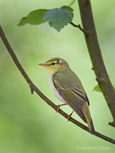 Wood Warbler (Phylloscopus sibilatrix) Graham Carey