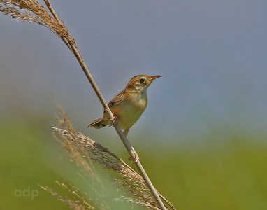 Zitting Cisticola (Cisticola juncidis) Alan Prowse