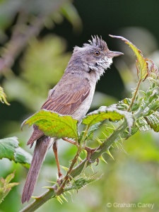 Common Whitethroat (Sylvia communis) Graham Carey