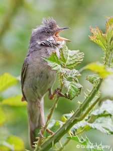 Common Whitethroat (Sylvia communis) Graham Carey