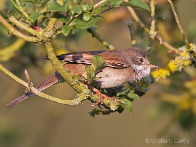 Common Whitethroat (Sylvia communis) Graham Carey