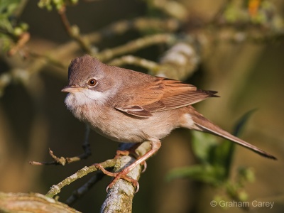 Common Whitethroat (Sylvia communis) Graham Carey