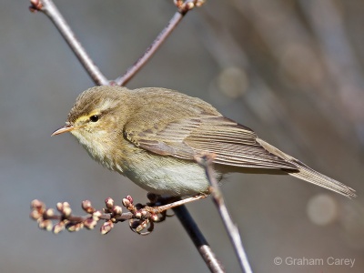 Chiffchaff (Phylloscopus collybita) Graham Carey