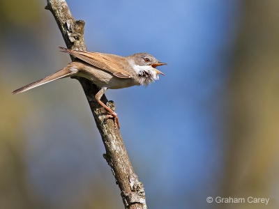 Common Whitethroat (Sylvia communis) Graham Carey