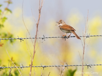 Common Whitethroat (Sylvia communis) Graham Carey